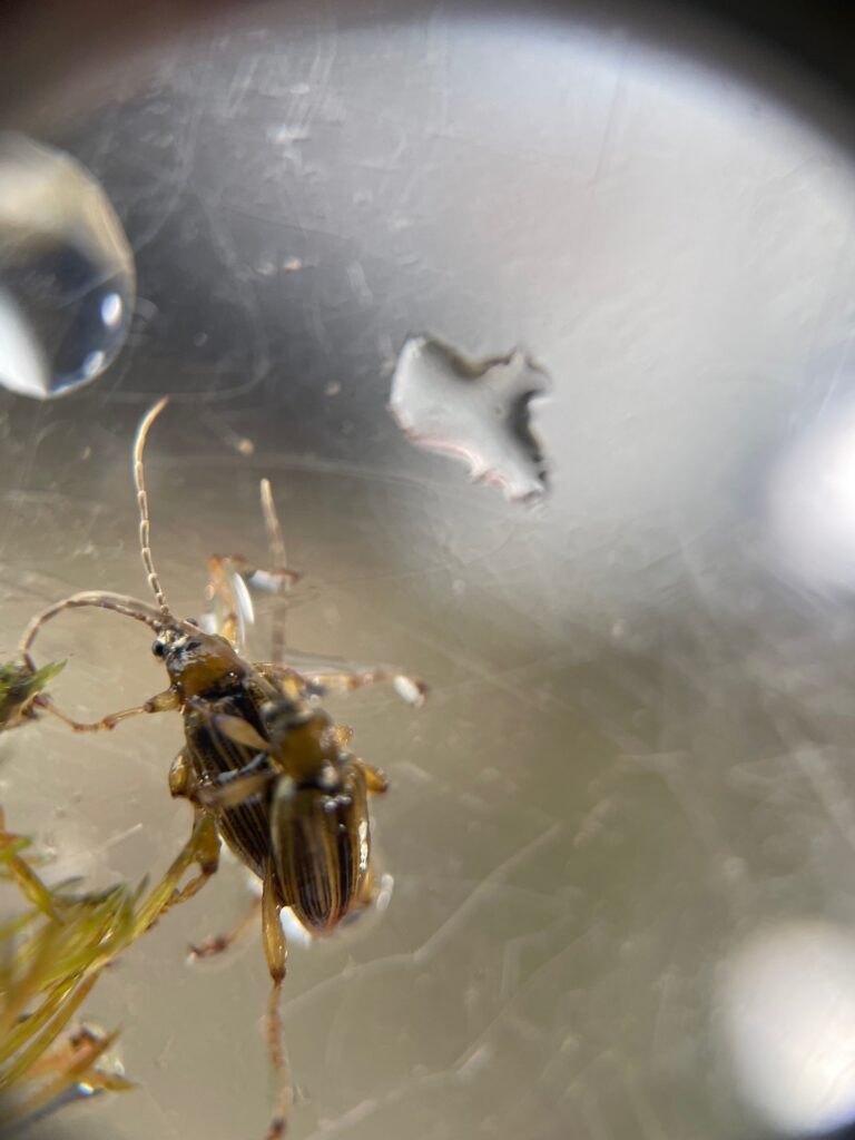Aquatic beetle in microscope