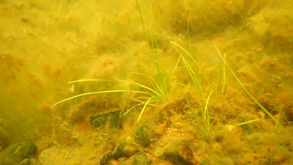 Baltic water-plantain