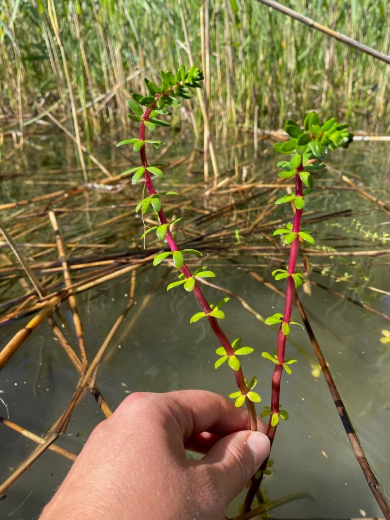 The plant Fourleaf Mare's tail