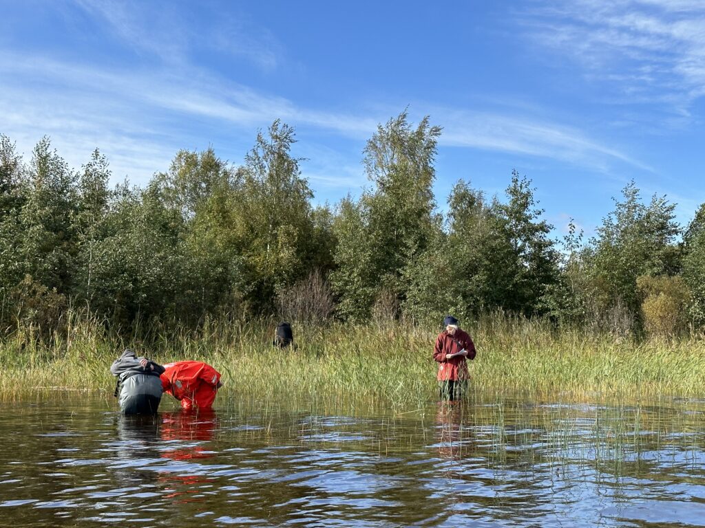 Photo of peopple wading in the water by the reed