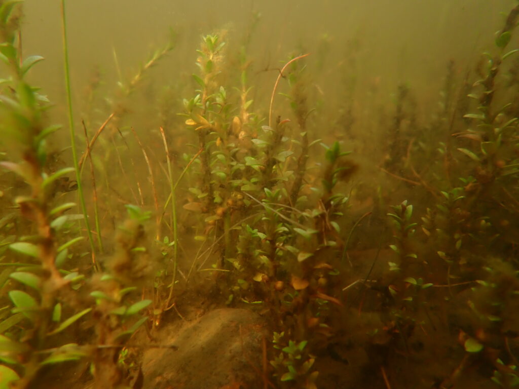 Hippuris tetraphylla plant growing under water