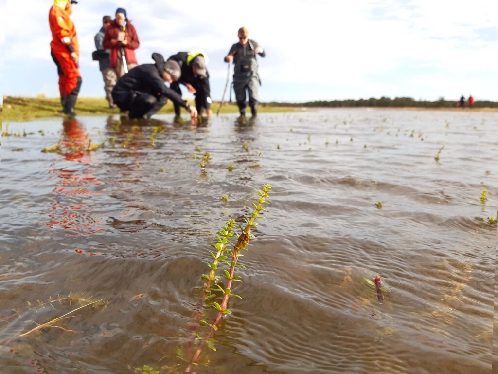 Photo of Fourleaf mare's tail (Hippuris tetraphylla) and people looking at it in the water