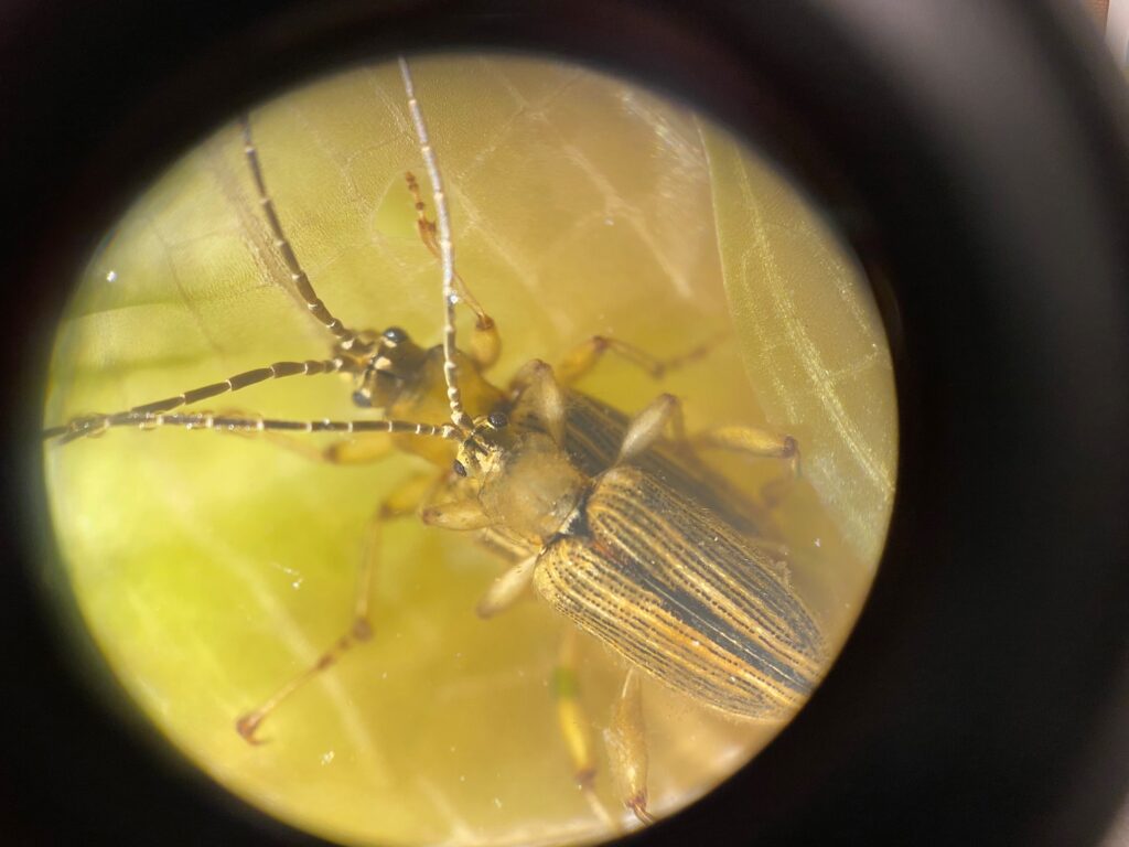 Close-up picutre of two aquatic beetles