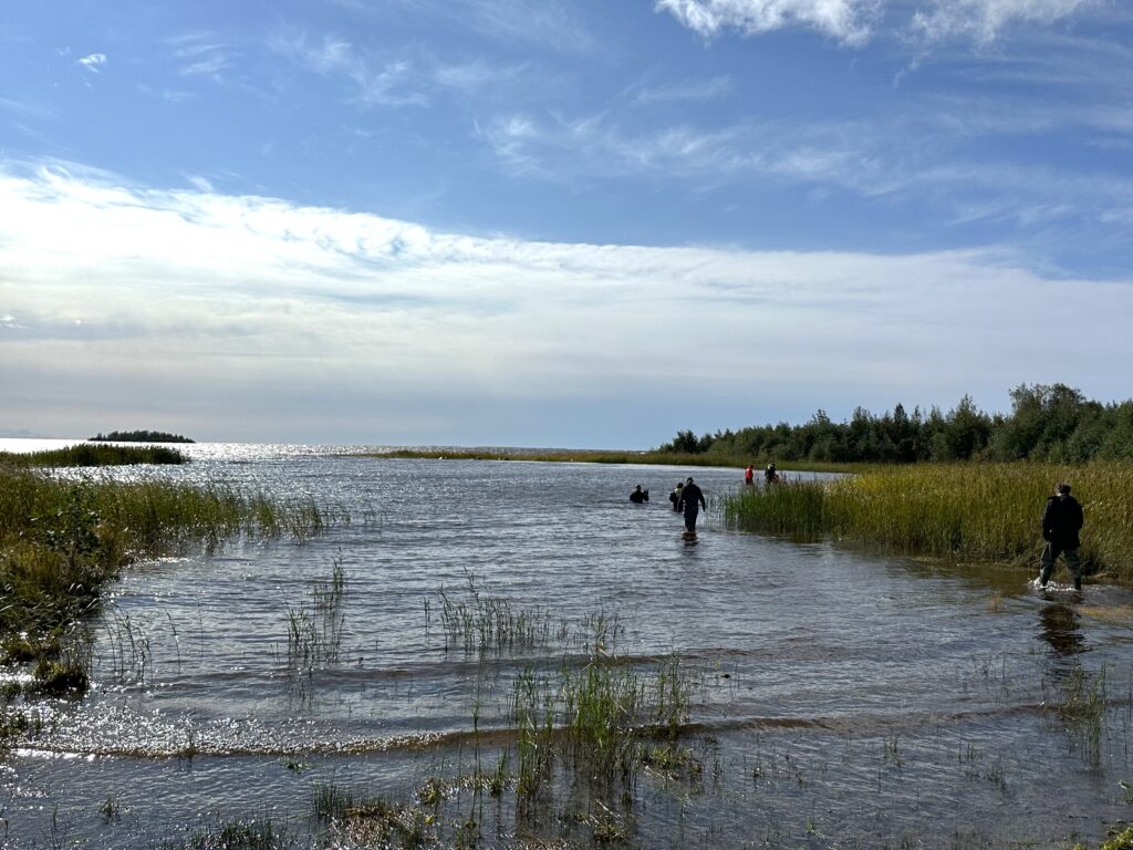 Group of people wading in the shallow water surrounded by reeds.