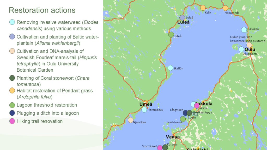 Map of northern Gulf of Bothnia showing where restoration actions have been taken place