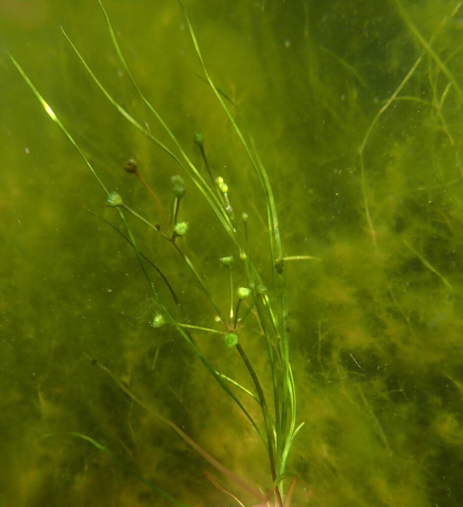 Photo of Baltic water-plantain (Alisma wahlenbergii)