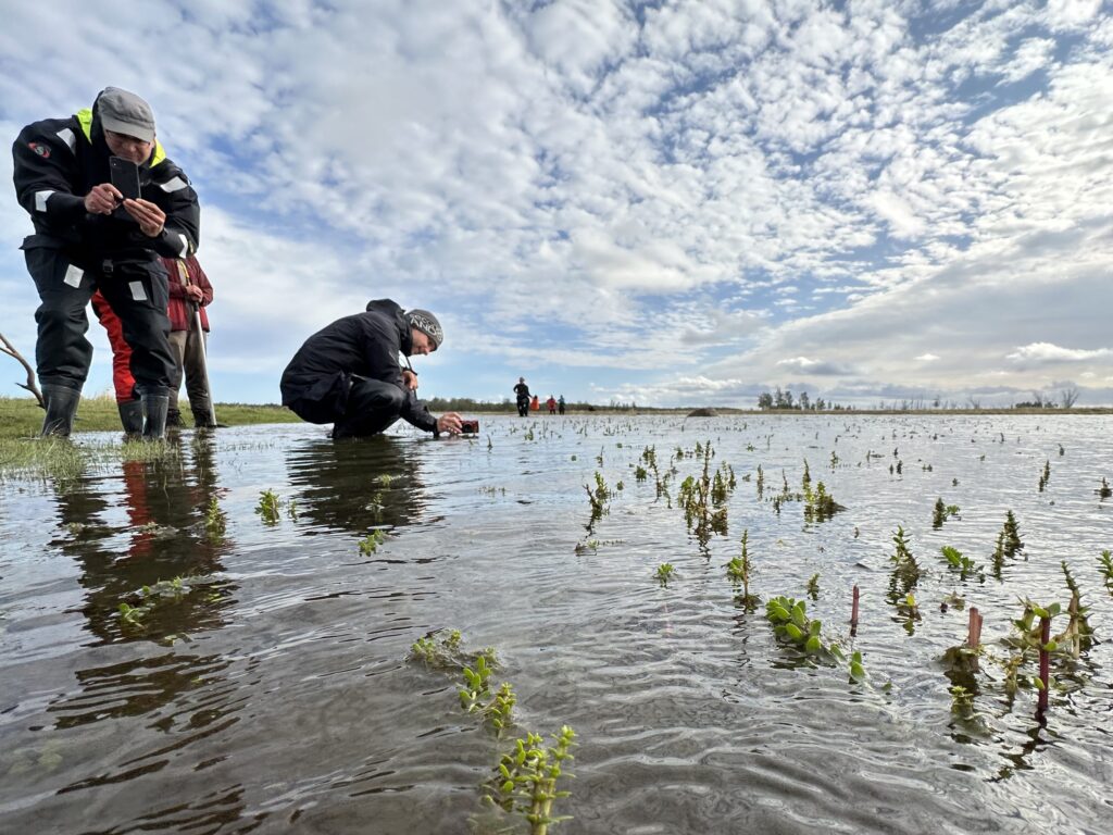 Two men taking pictures of Hippuris tetraphylla growing in water.