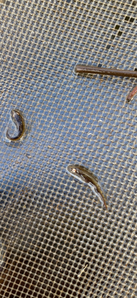Young pike fry caught in a strainer