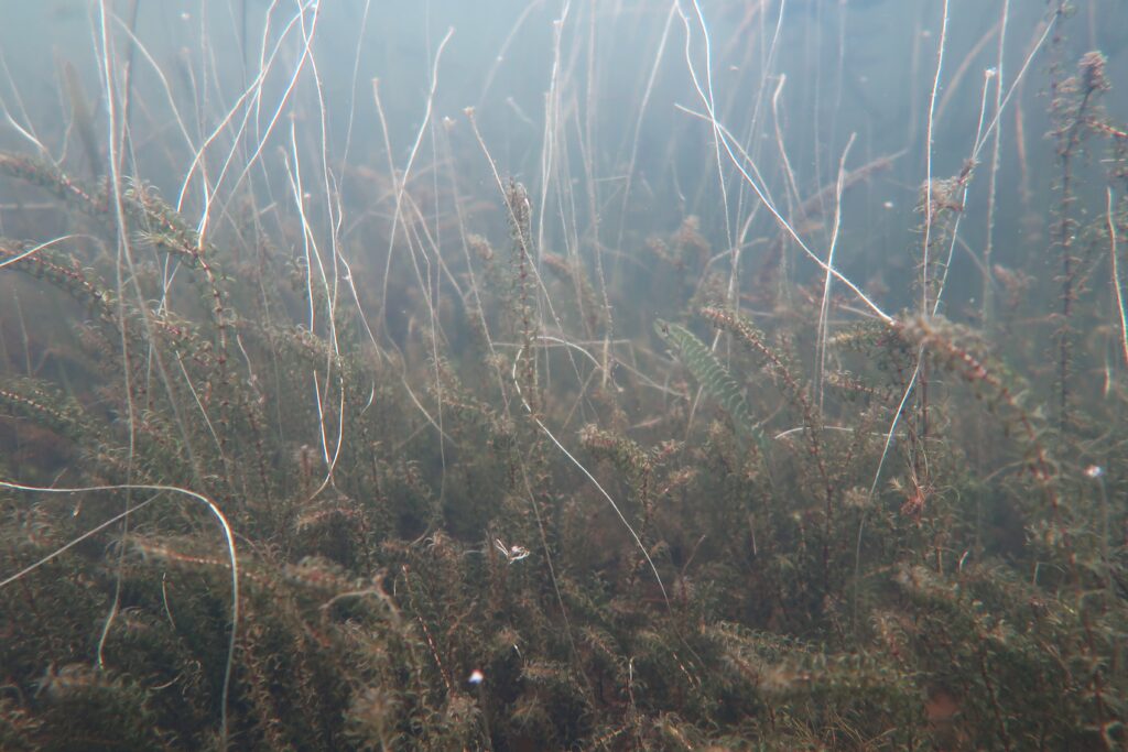 Photo of Nuttall's waterweed underwater
