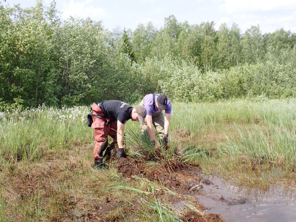 Two persons pulling reed