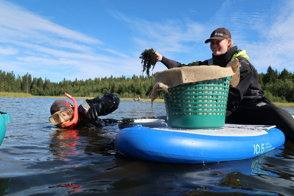 People removing waterweed from the water